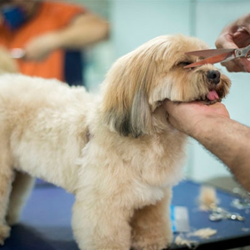 Banho e Tosa Próximo de Mim - Pet Brow Clínica Veterinária em São
